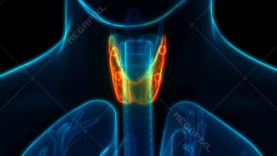 Human Body Glands Thyroid Gland Anatomy Animation Concept