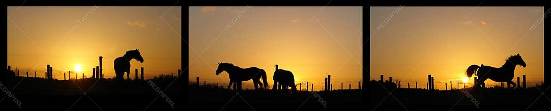 Horses on horizon backlit by sunset