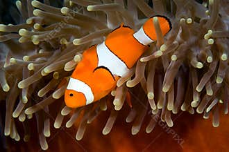 Clownfish
