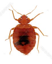 Common Bed Bug