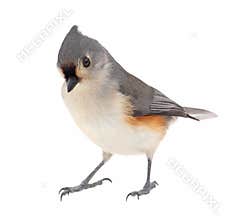 Tufted Titmouse, Baeolophus bicolor, isolated