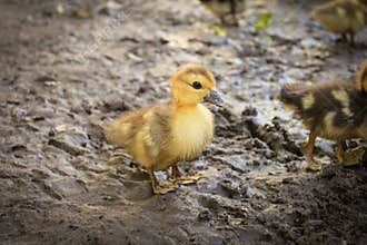 duckling exploring