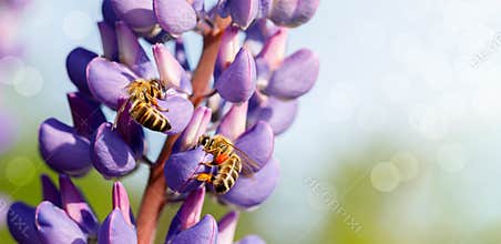 Two bees collect honey on a lupine