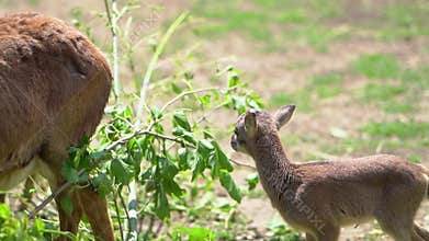 Baby European mouflon. cloven-hoofed animals in the zoo. observation of animals.