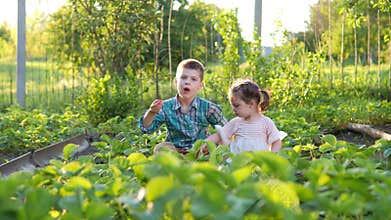 Two adorable little friends eating healthy organic food, fresh strawberry on plantation in summer