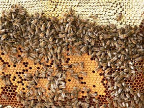 Bee Hive