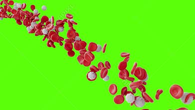 Flow red and white blood cells on a green screen. Flow of blood in a living organism. Scientific and medical concept