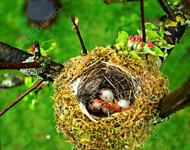 Eggs in birds nest