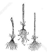 Contour broom witch on white background