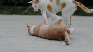 Full body of thai domestic cat standing  outdoor