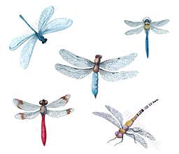 Watercolor dragonflyes on a white background. Logo insect. Cute animals. Hand draw art illustration.