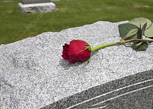 Rose on a Grave