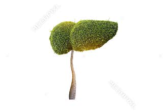 Realistic liver images are human green tree shapes about diseases and cirrhosis environment