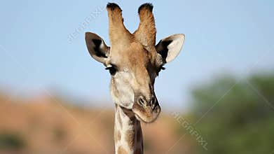 Close-up portrait of a giraffe - South Africa