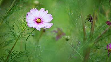 Pink and white cosmos flower