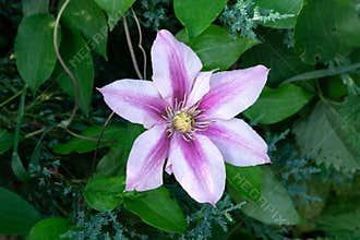 Delicate clematis flower
