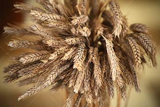 Ears of wheat