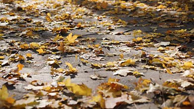 Fallen autumn leaves on pavement in the breeze