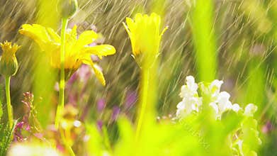 Beautiful field flowers in summer garden