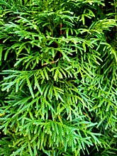 Green structure from branches of a thuja.
