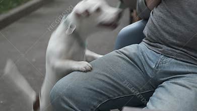Cute puppy begging owner for snack