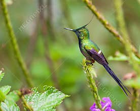 Close-up of the Wire-crested Thorntail
