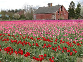 Tulip Fields
