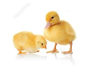 Cute baby chicken and gosling on background. Farm animals