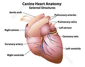 Canine Heart Anatomy External Structures