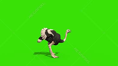 Ostrich Attacks Green Screen Loop Side 3D Rendering Animation