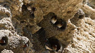 Cliff Swallows at Yellowstone National Park