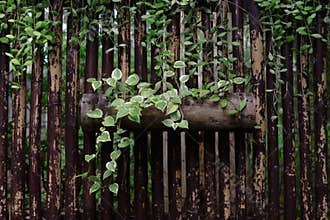 ivy plant decorate on bamboo at park