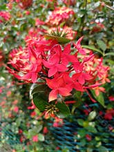 Beautiful little flowers on the tree