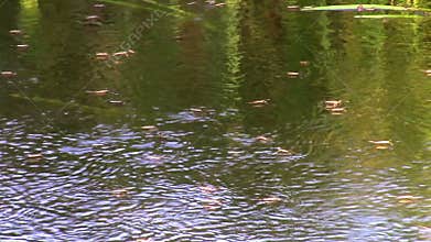 Insects on the surface of the river on sunny day