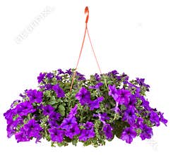 Garden flower