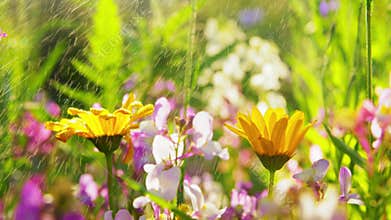 Beautiful field flowers in summer garden