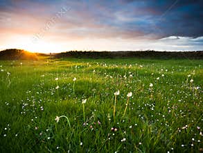 Sunset over meadow