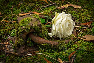 Crypt Cover With Rose