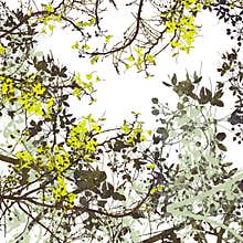 Flower Art Digital Painting Background