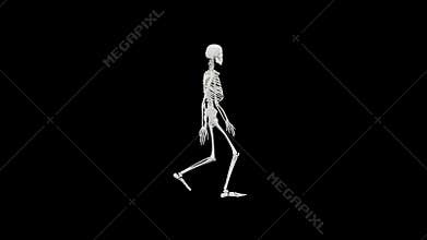 Skeleton walking - Halloween concept