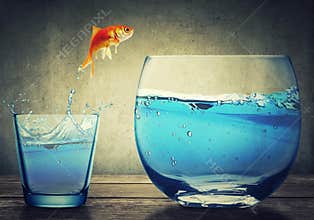 Goldfish jumping out from one small glass cup to another bigger fishbowl aquarium