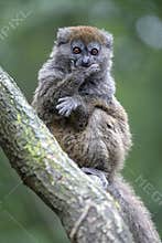 Lac Alaotra bamboo lemur