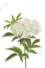 Elderberry flower and leaves