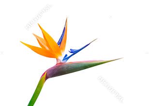 Pastel colored bird of paradise flower closeup