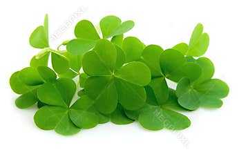 Leaf clover