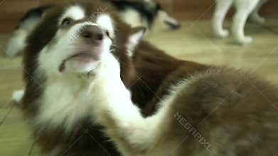Alaska Malamute dog portrait in domesticated pet