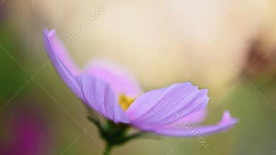 Pink and white cosmos flower