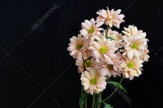The very pretty flower close up in the sunshine
