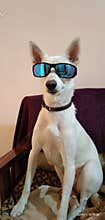 A dog wearing sunglass