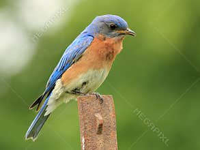 Male Eastern Bluebird - Ontario, Canada